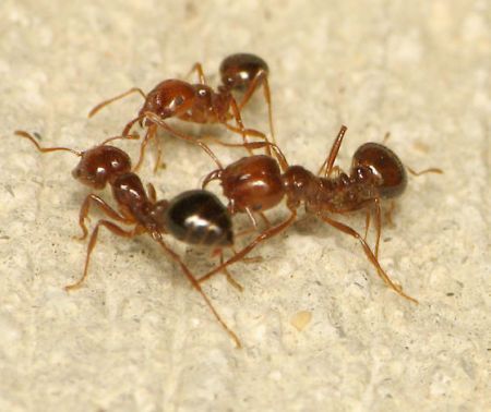 Red Fire Ant