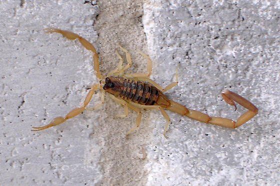 Scorpion