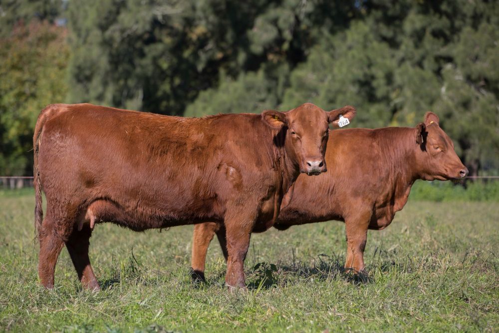 Two Brown Cows Are Standing Next To Each Other In A Grassy Field — Diamond Beach Veterinary Clinic In Diamond Beach, NSW