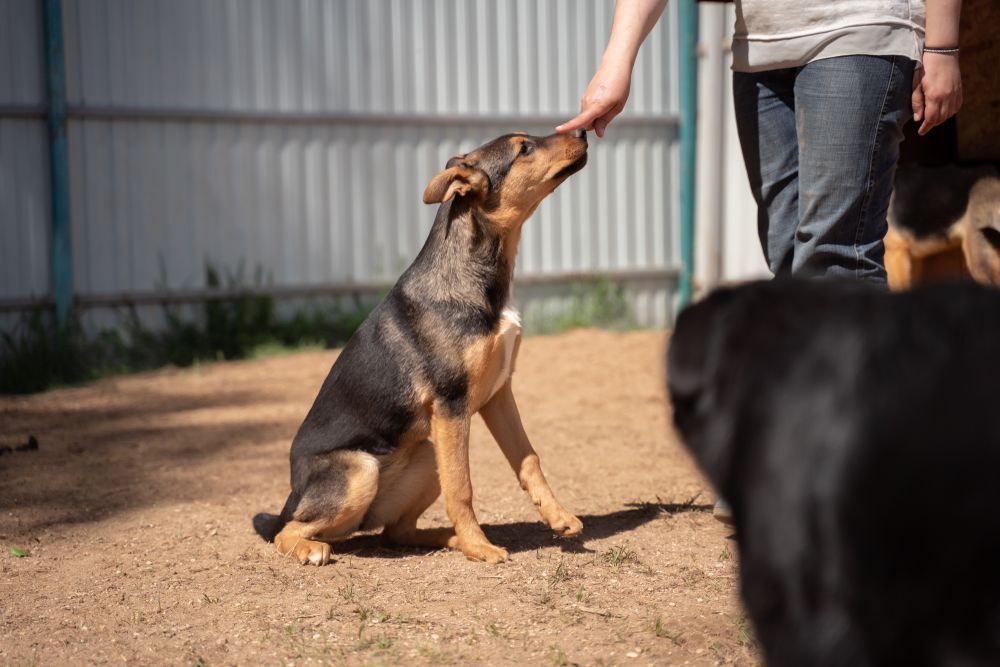 A Person Is Petting A Puppy While Another Dog Looks On — Diamond Beach Veterinary Clinic In Diamond Beach, NSW