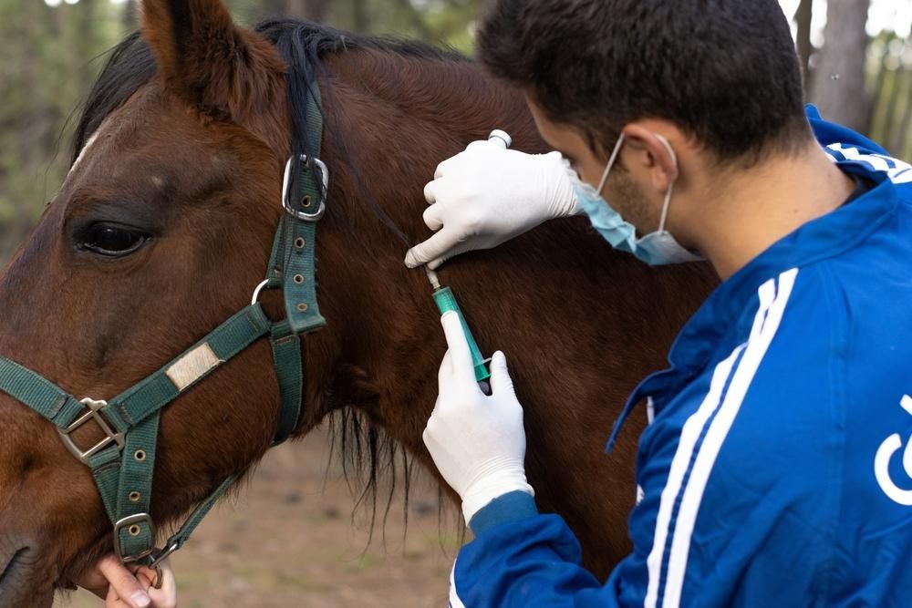 A Man in A Blue Jacket Is Giving a Horse an Injection — Diamond Beach Veterinary Clinic In Forster, NSW