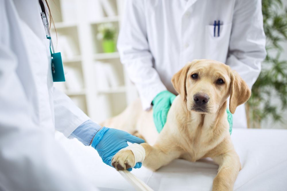 A Dog With A Bandage On Its Paw Is Being Examined By A Veterinarian — Diamond Beach Veterinary Clinic In Diamond Beach, NSW