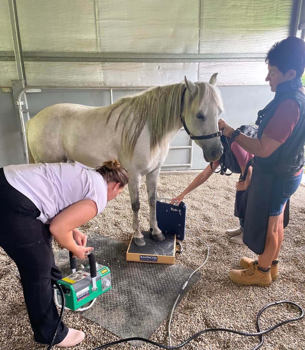 A Close Up Of A Brown Horses Head With A White Nose — Diamond Beach Veterinary Clinic In Diamond Beach, NSW