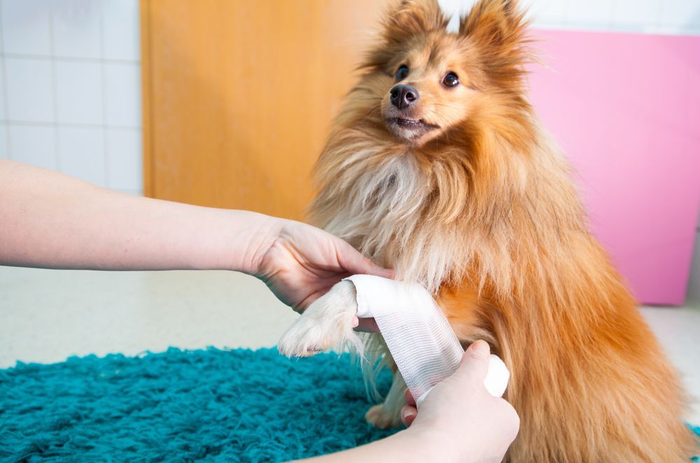 A Person Is Bandaging A Dog 's Leg With A Bandage — Diamond Beach Veterinary Clinic In Diamond Beach, NSW