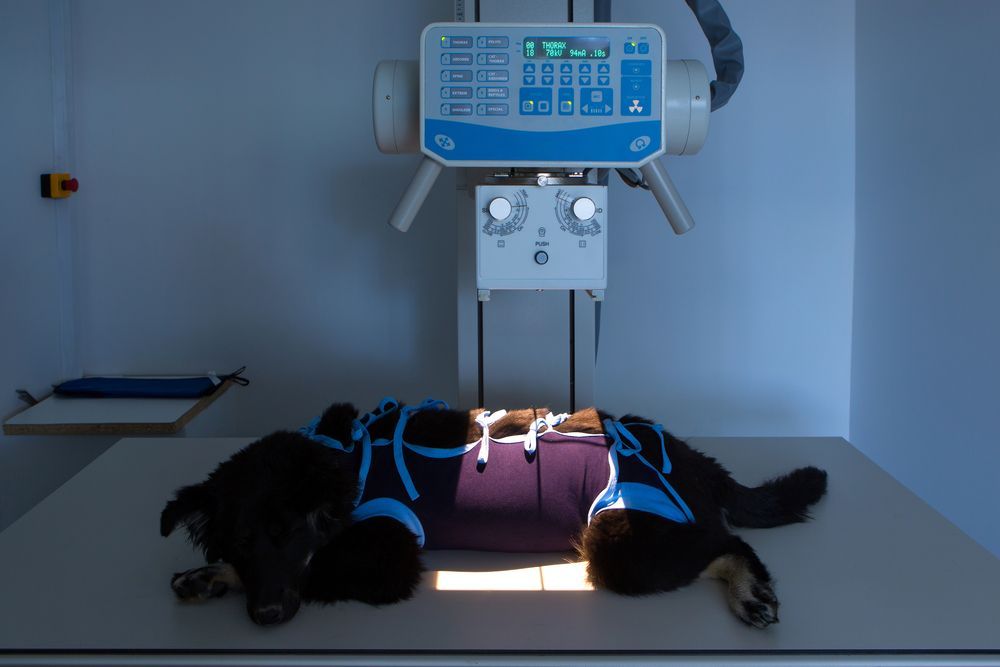 A Dog Is Laying On A Table Under An X-ray Machine — Diamond Beach Veterinary Clinic In Diamond Beach, NSW