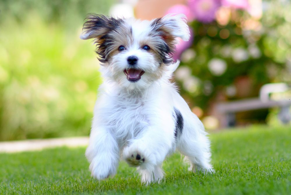 A Small White And Black Puppy Is Running In The Grass — Diamond Beach Veterinary Clinic In Diamond Beach, NSW