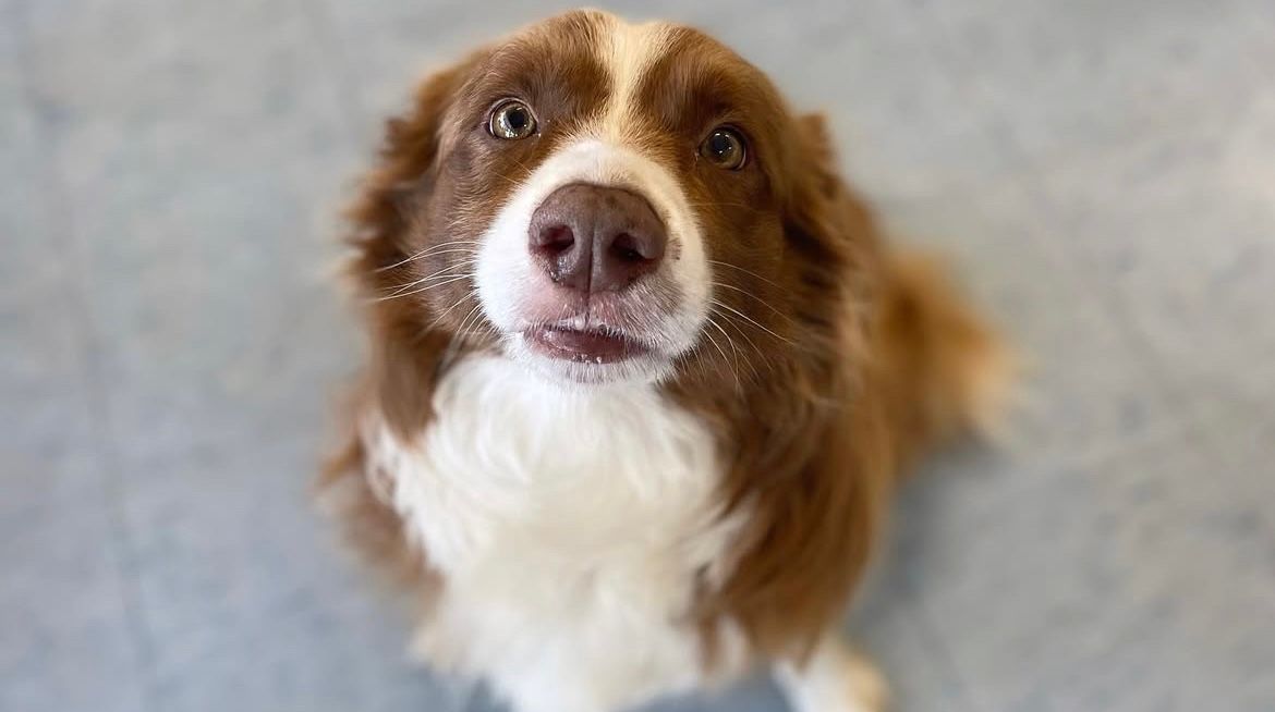 A pregnant dog is laying on a bed and looking at the camera. — Diamond Beach Veterinary Clinic In Diamond Beach, NSW