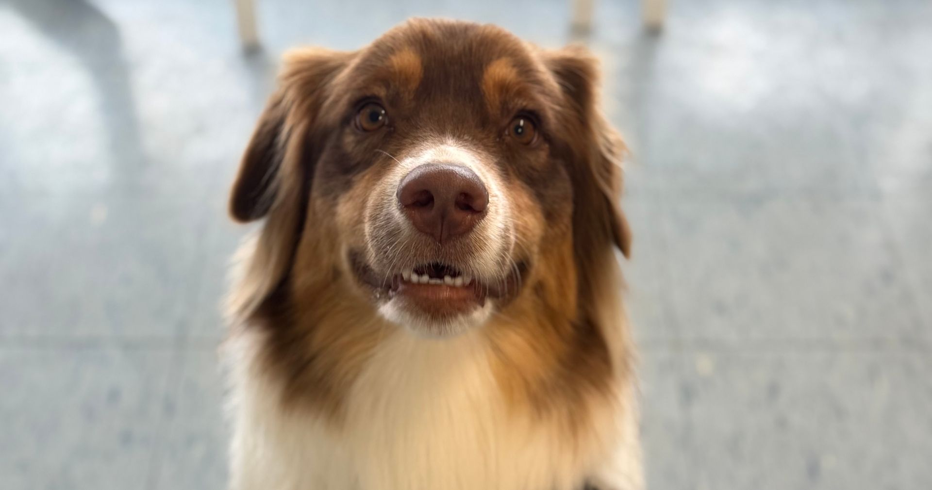 A Woman Is Wrapping A Small Dog In A Blue Towel — Diamond Beach Veterinary Clinic In Diamond Beach, NSW