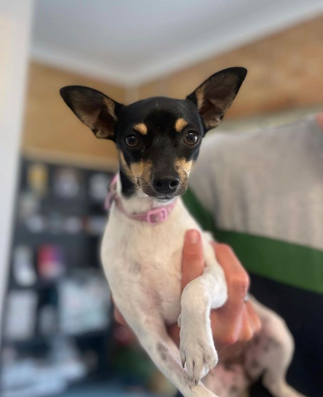 Vet Diamond Beach Barrington Coast Vets