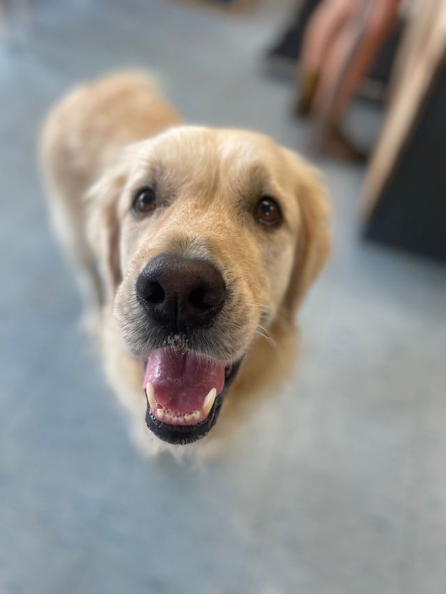 Vet Diamond Beach Barrington Coast Vets