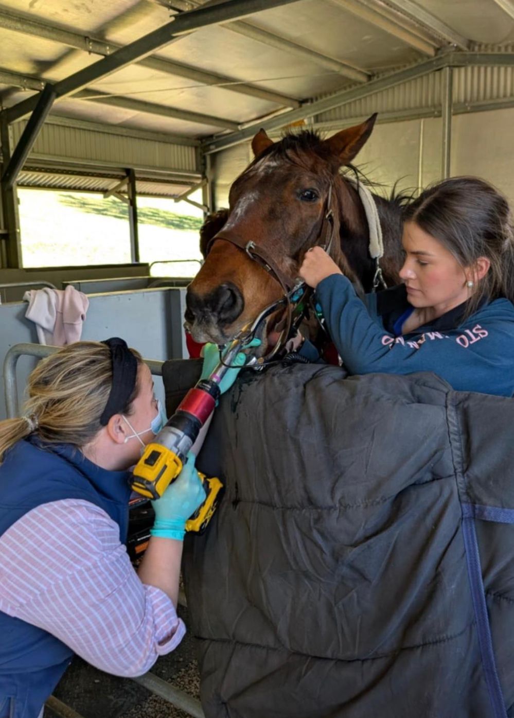Caity Palmer — Large Animal Assistant