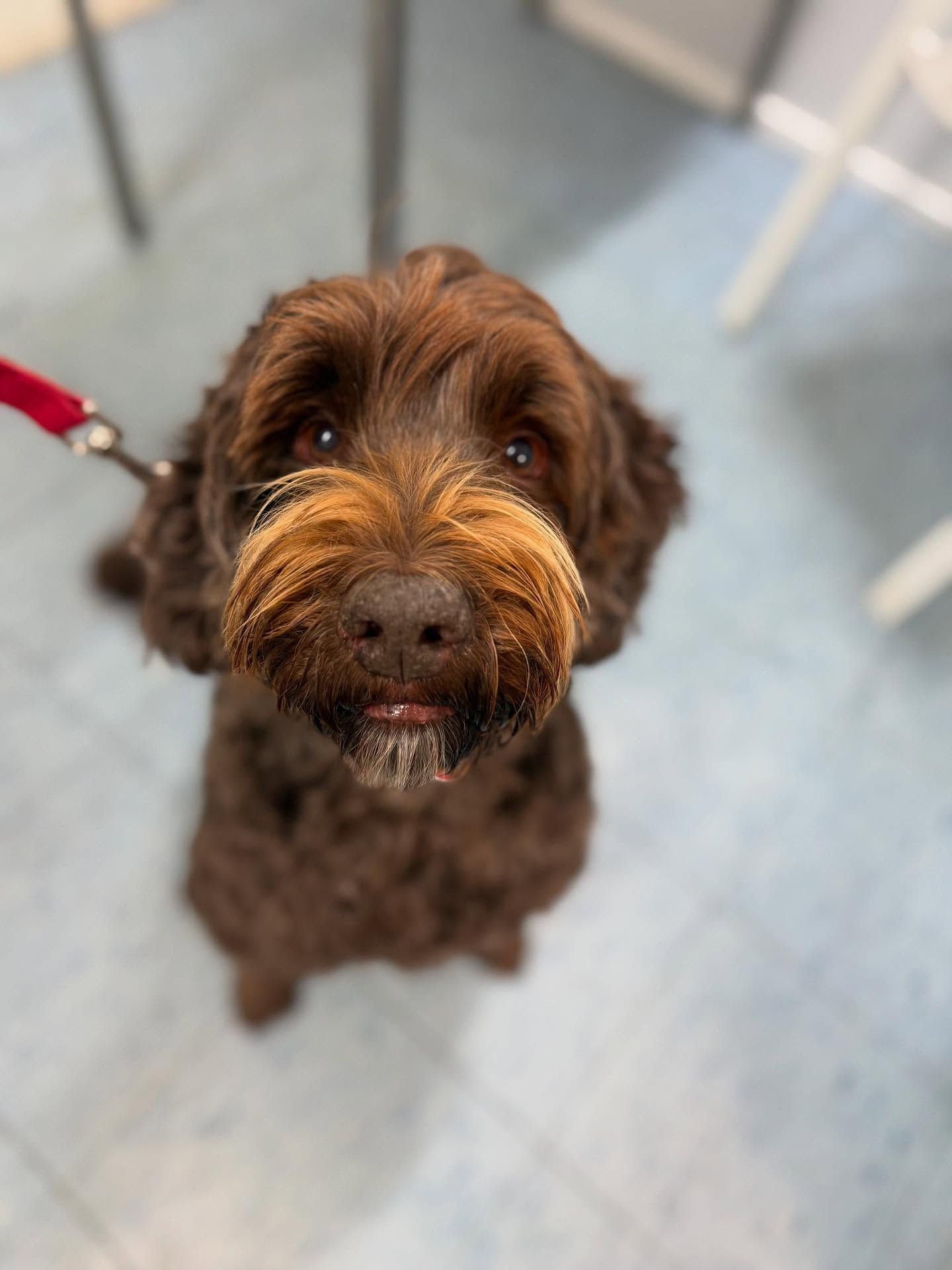 A Person Is Applying A Flea Treatment To A Small Dog — Diamond Beach Veterinary Clinic In Diamond Beach, NSW