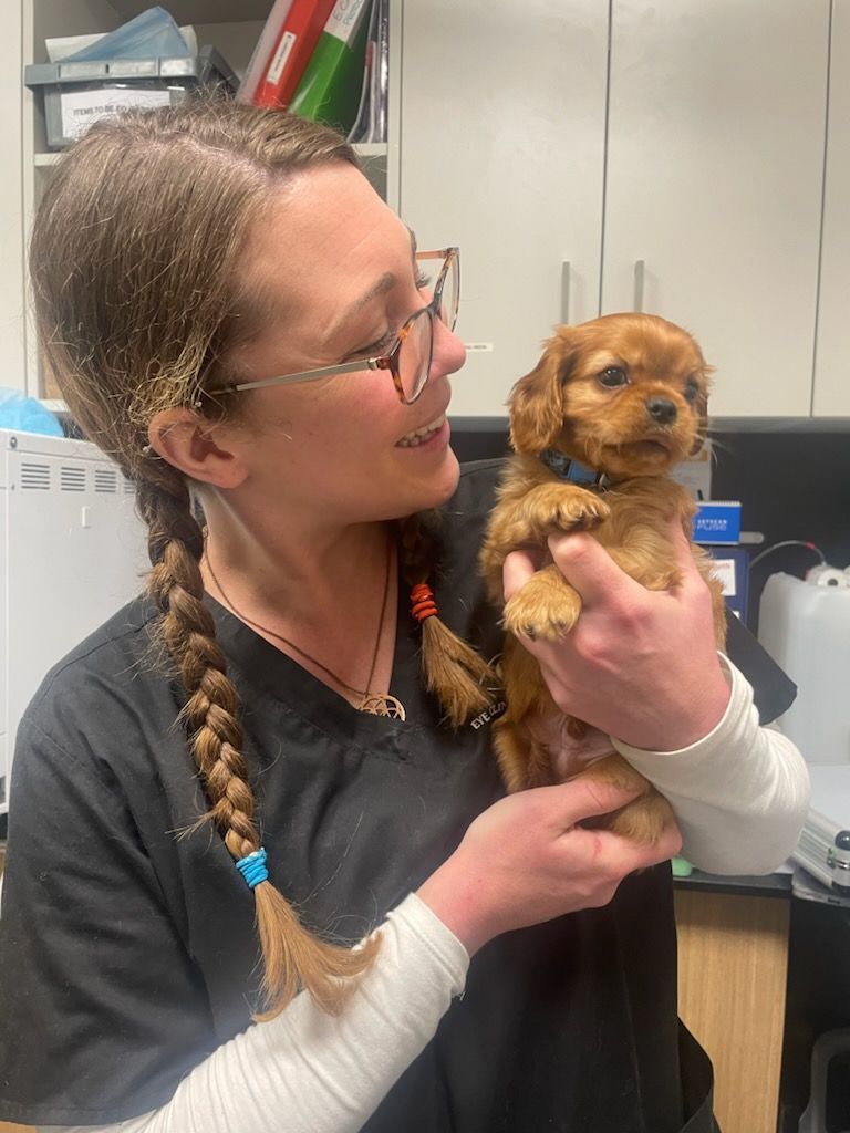 A Woman Is Holding a Small Brown Puppy in Her Arms — Diamond Beach Veterinary Clinic In Diamond Beach, NSW