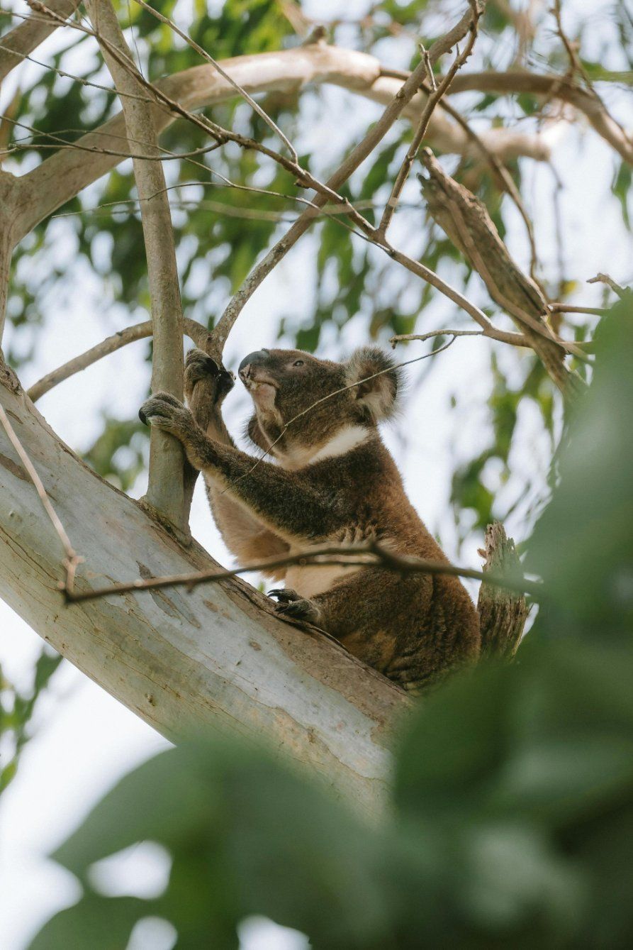A koala bear is sitting on a tree branch. — Diamond Beach Veterinary Clinic In Diamond Beach, NSW