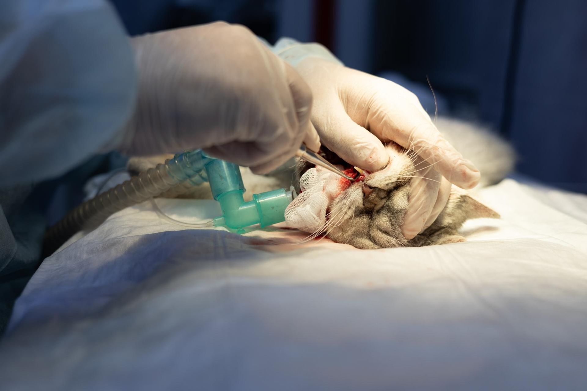 A Cat Is Being Operated On By A Surgeon In An Operating Room — Diamond Beach Veterinary Clinic In Diamond Beach, NSW