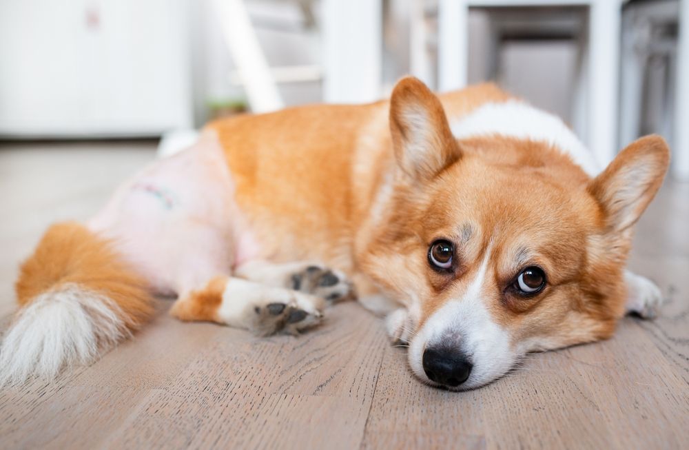 A Corgi Dog Is Laying On The Floor Looking At The Camera — Diamond Beach Veterinary Clinic In Diamond Beach, NSW