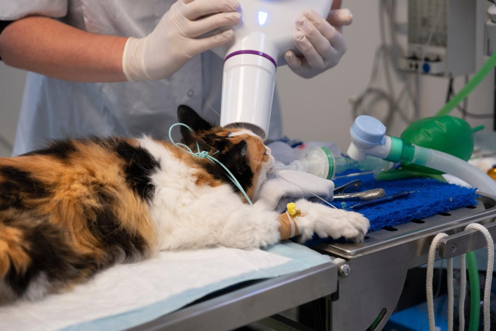 A Cat Is Being Examined By A Veterinarian In A Hospital — Diamond Beach Veterinary Clinic In Diamond Beach, NSW