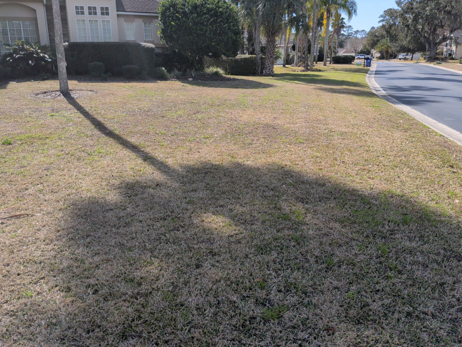 Lawn with brown grass, tree shadow, near a road. A house is in the background.