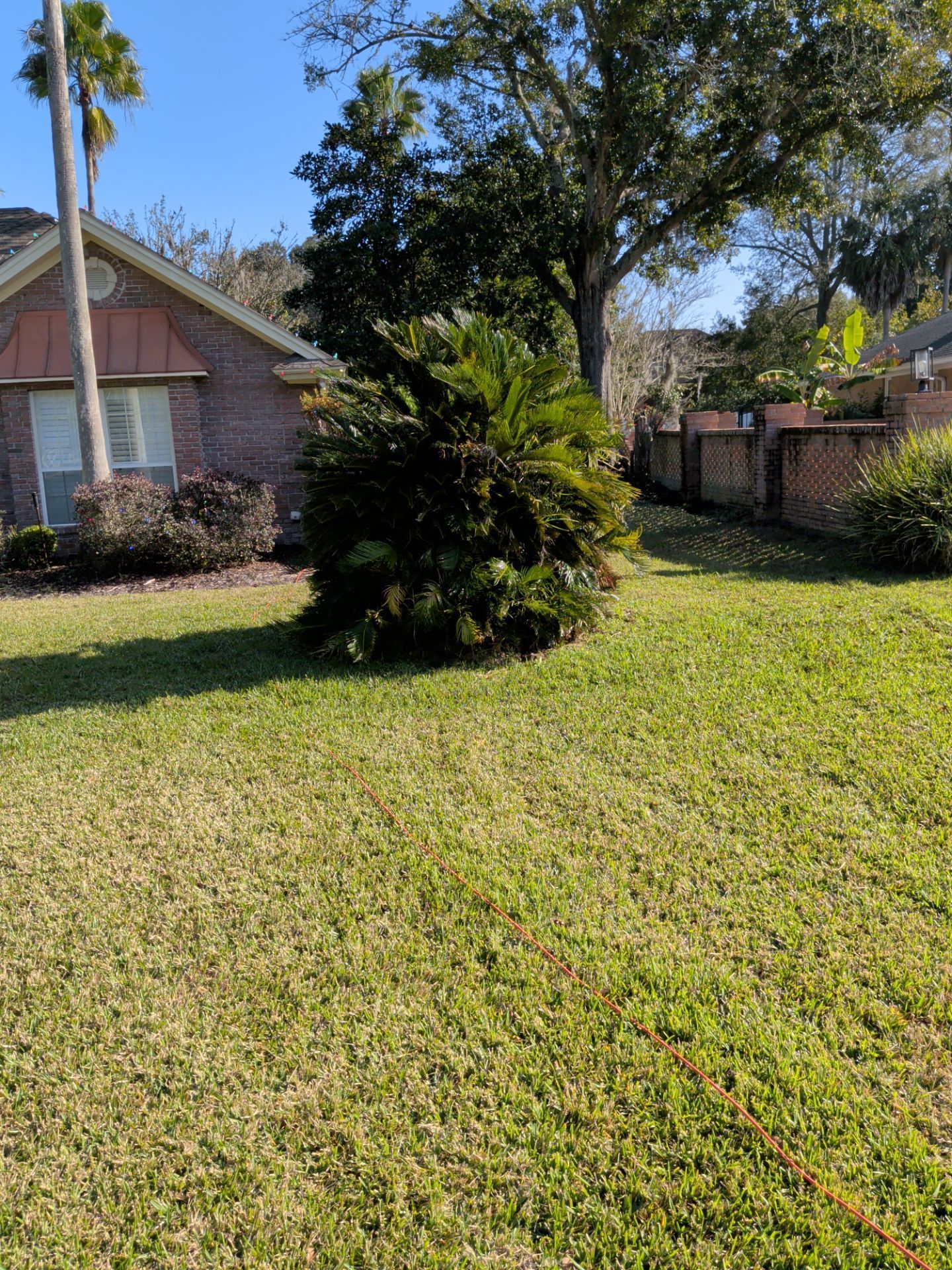 Sunny suburban front yard with a tall shrub, green lawn, and brick house in the background