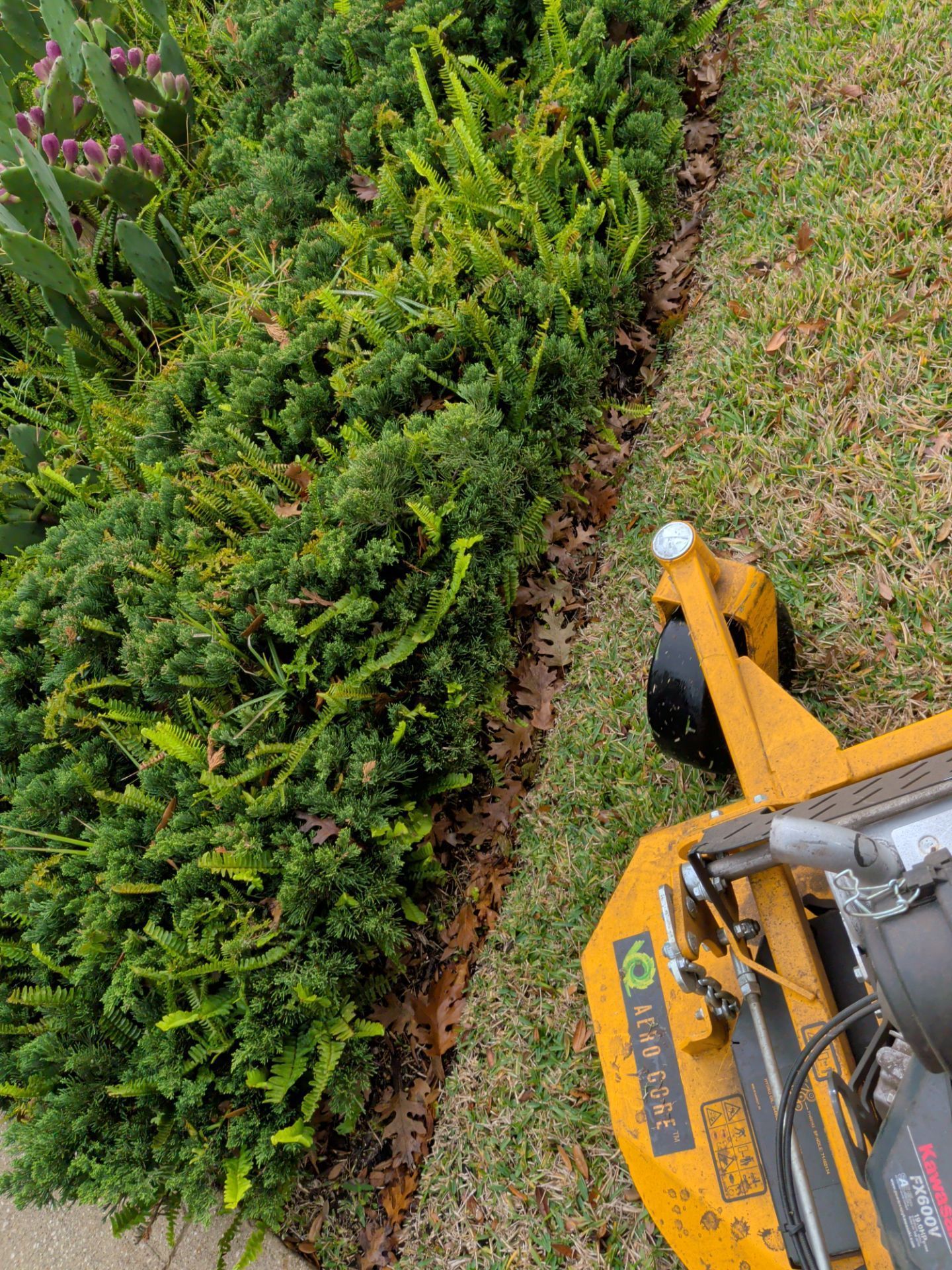 Yellow lawn mower trimming grass beside a dense green hedge along a walkway