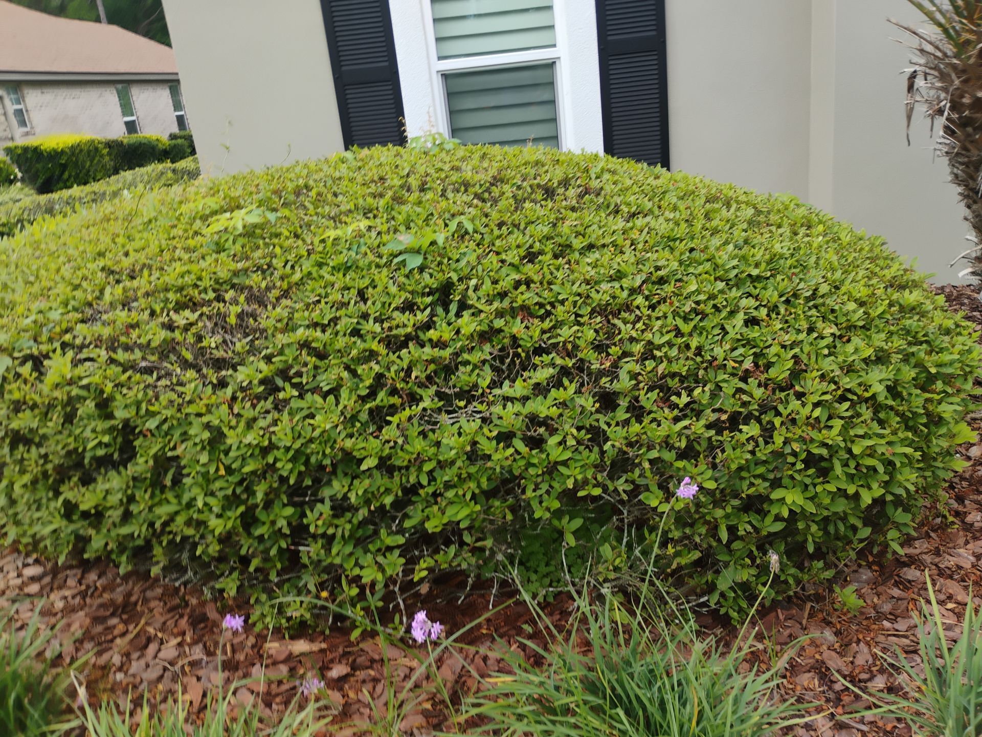 Rounded green shrub with small purple flowers in a landscaped yard beside a house