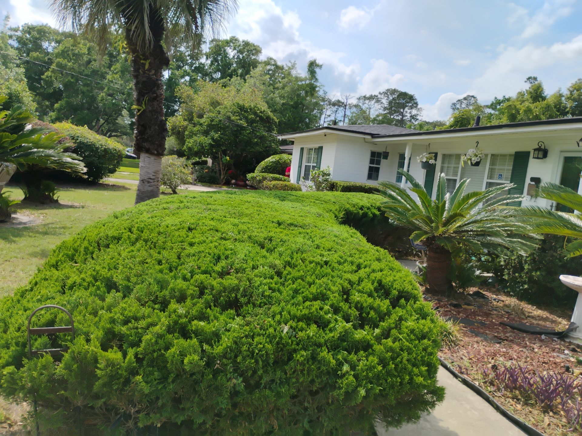 Lush green garden with trimmed shrubs and a white house under a bright sky