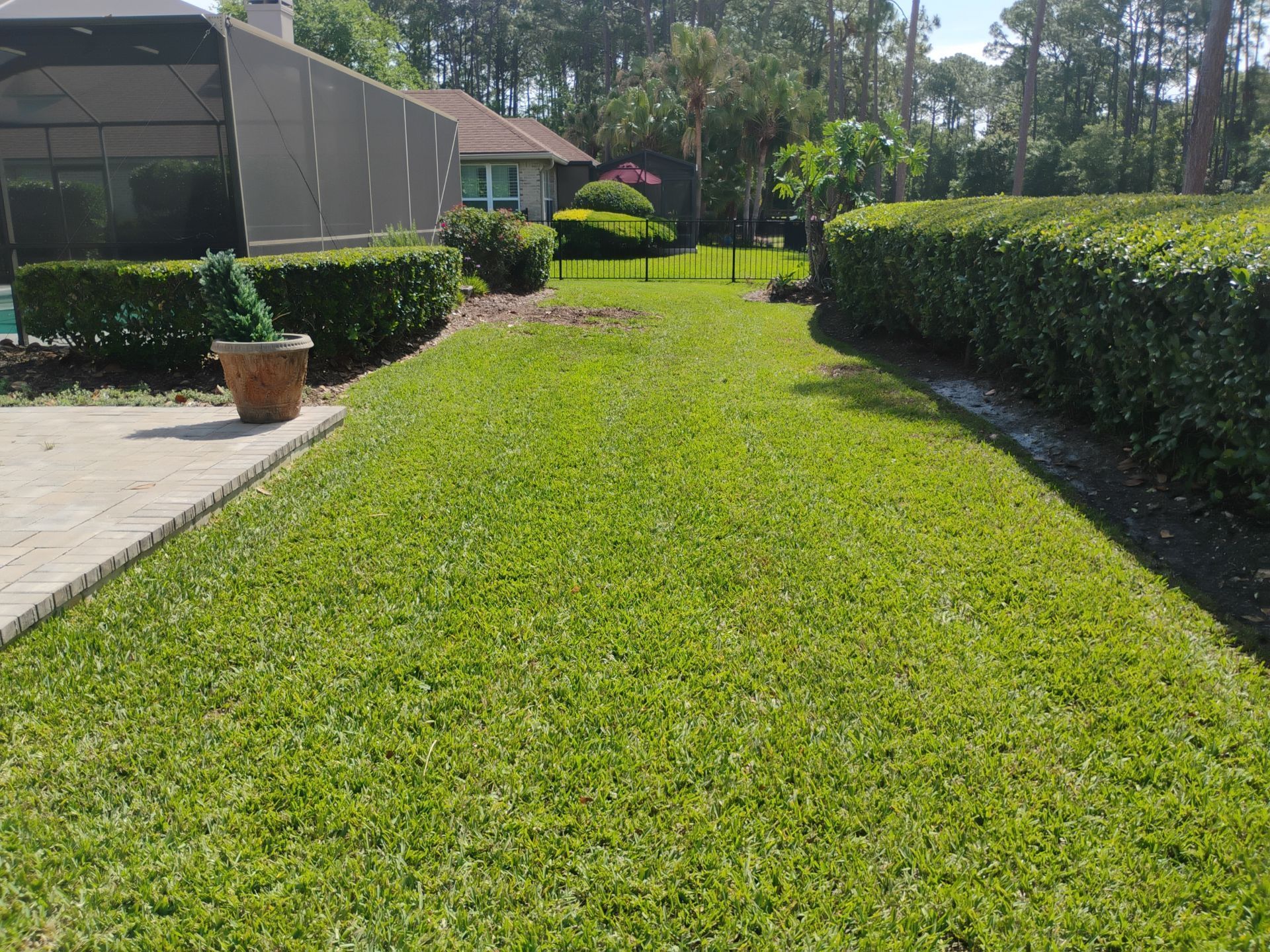 Sunny backyard with a green lawn, trimmed hedges, potted plant, and patio beside a house