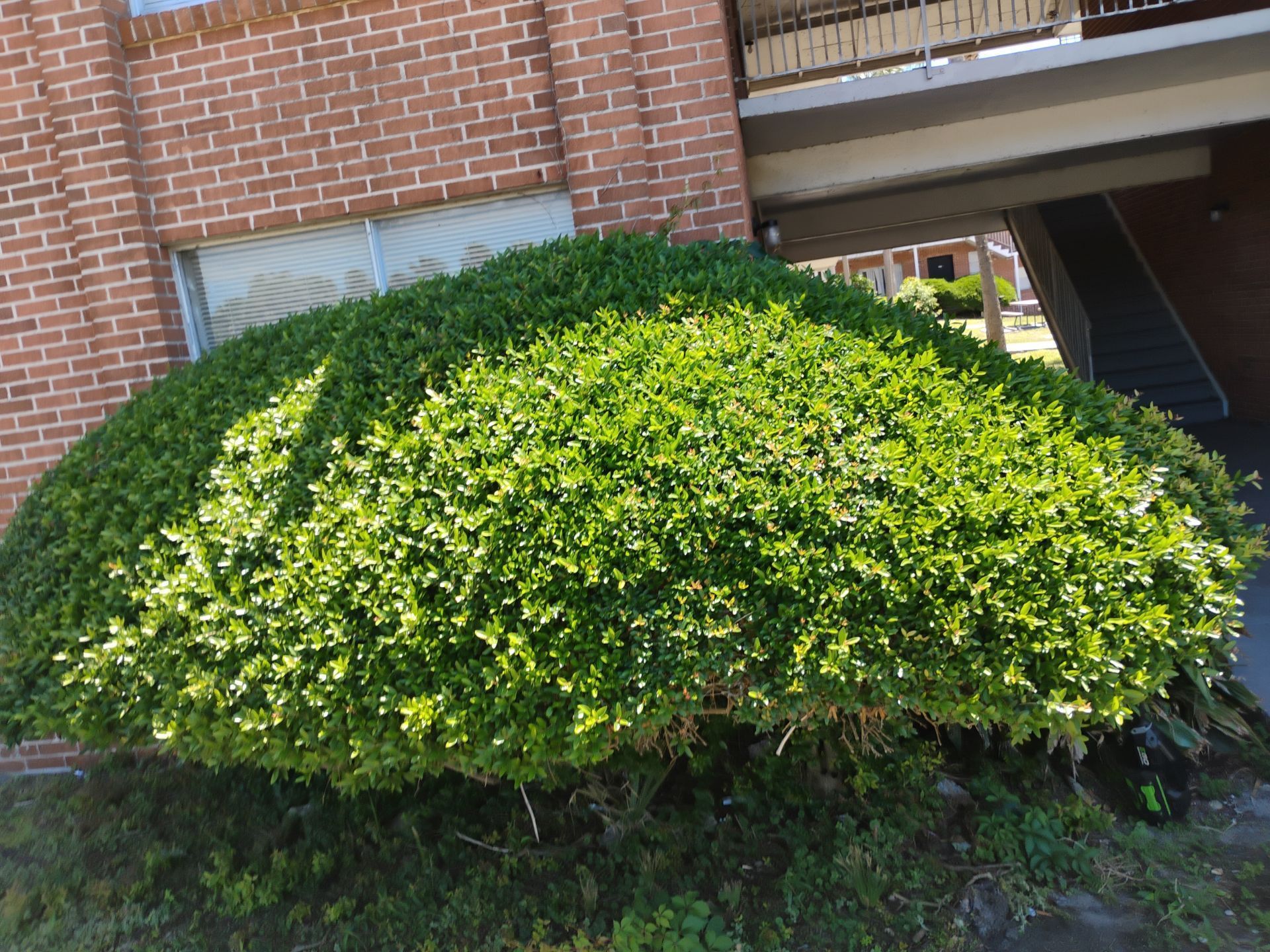 Round green shrub beside a brick building and staircase