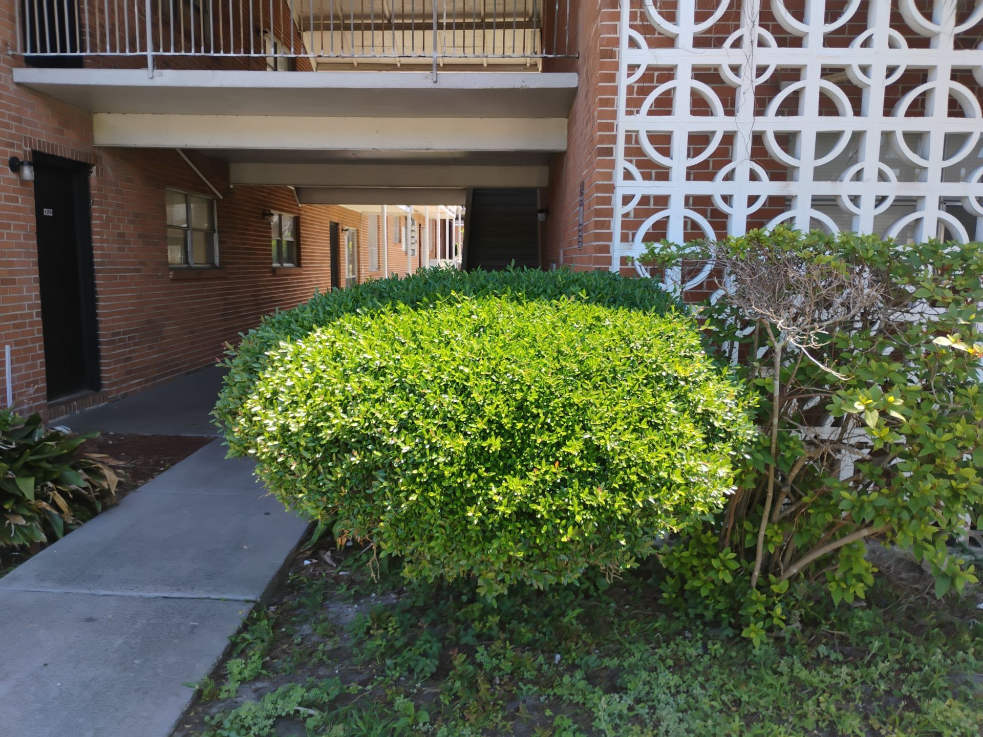 Apartment walkway with a trimmed green shrub, brick building, and decorative screen wall