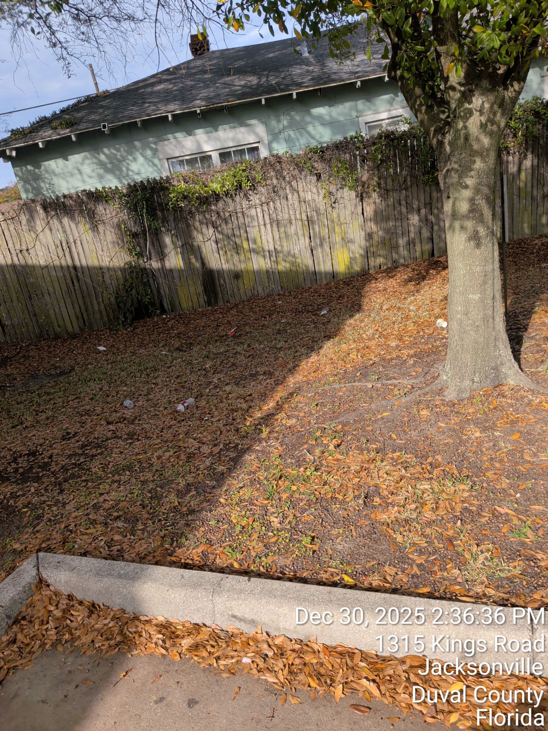 Backyard with a large tree, leaf-covered ground, and a stone wall beside a house