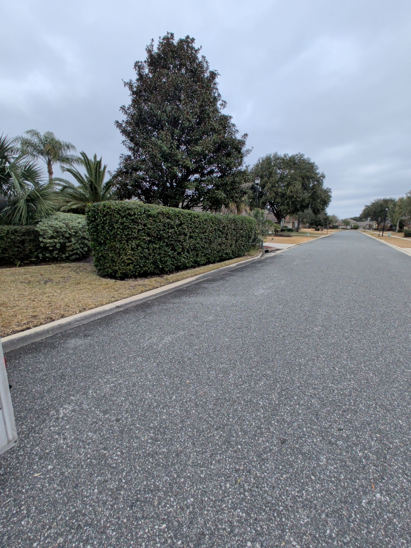 Quiet suburban street with trees, hedges, and overcast sky