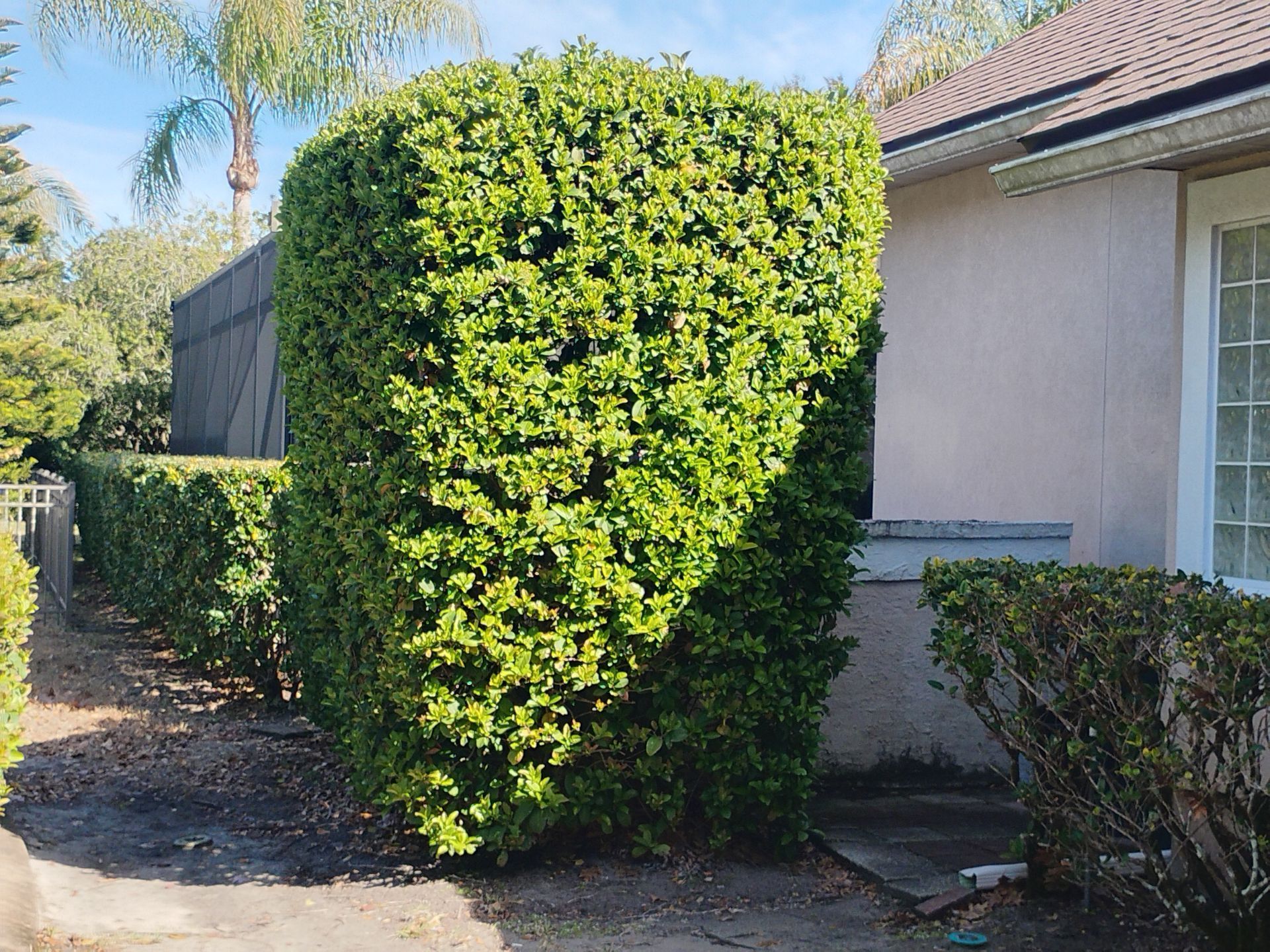 A neatly trimmed hedge beside a house walkway on a sunny day.