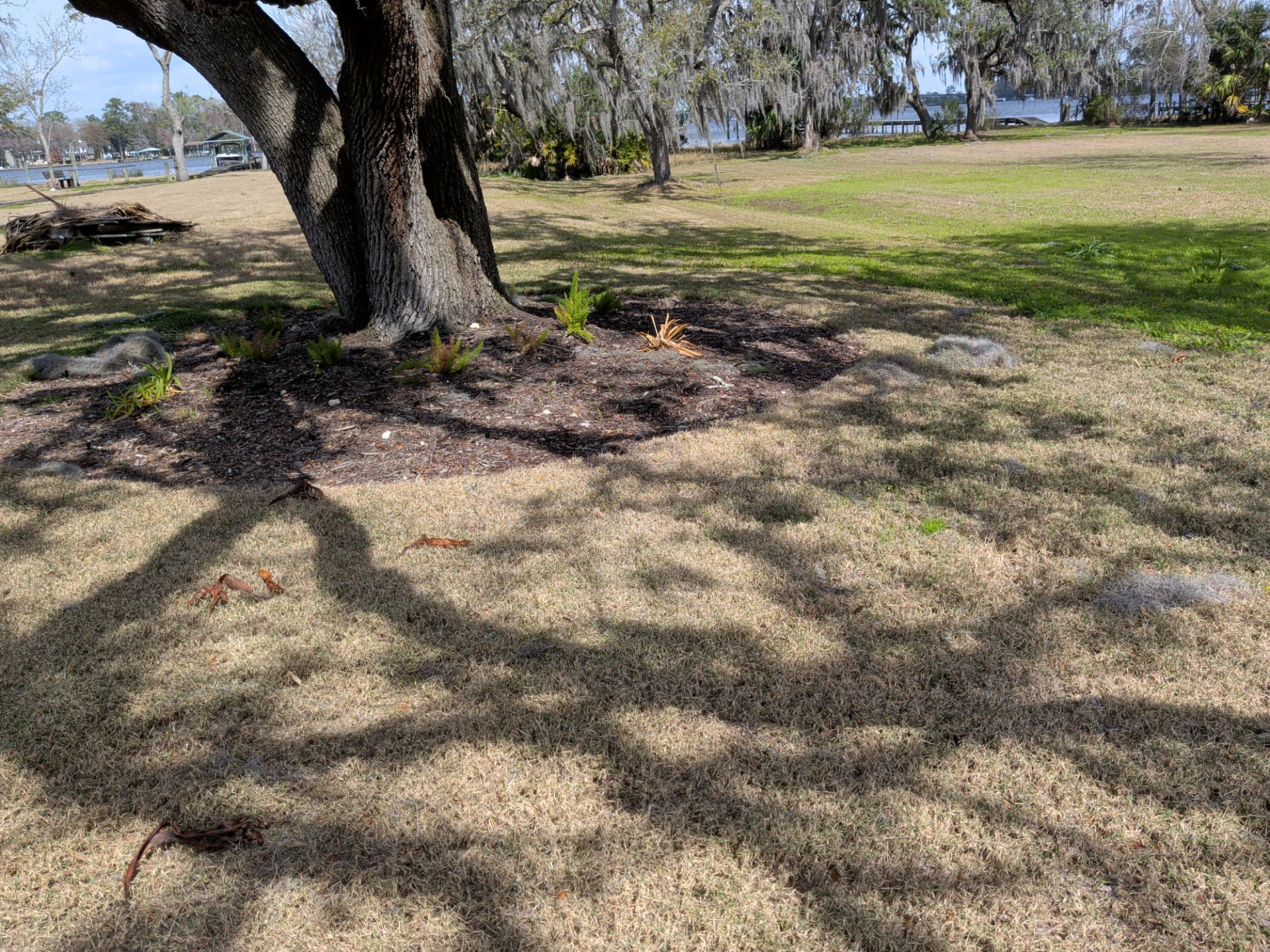 Shady park with a large tree, grass, and fallen branches on dry ground near the shoreline