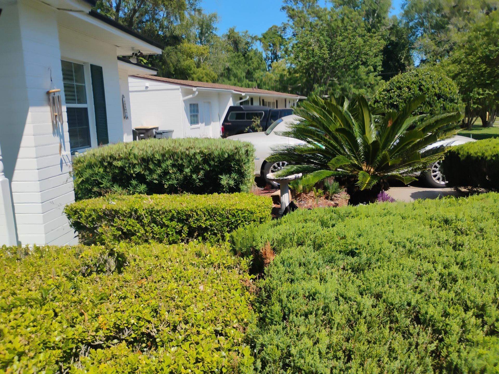 Front yard with neatly trimmed green hedges, a white house, and a palm-like shrub in bright sunlight