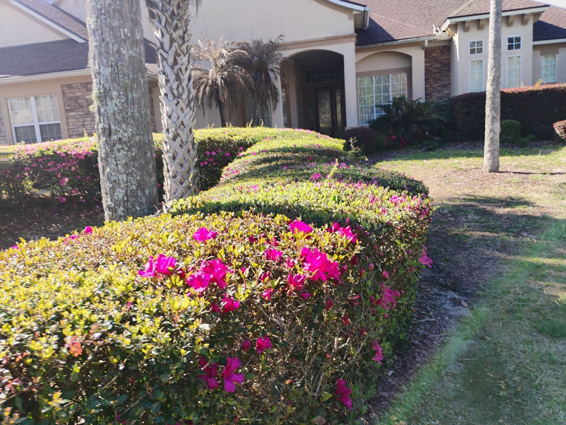 Front yard with bright pink flowers, trimmed hedges, and a house entrance in the background
