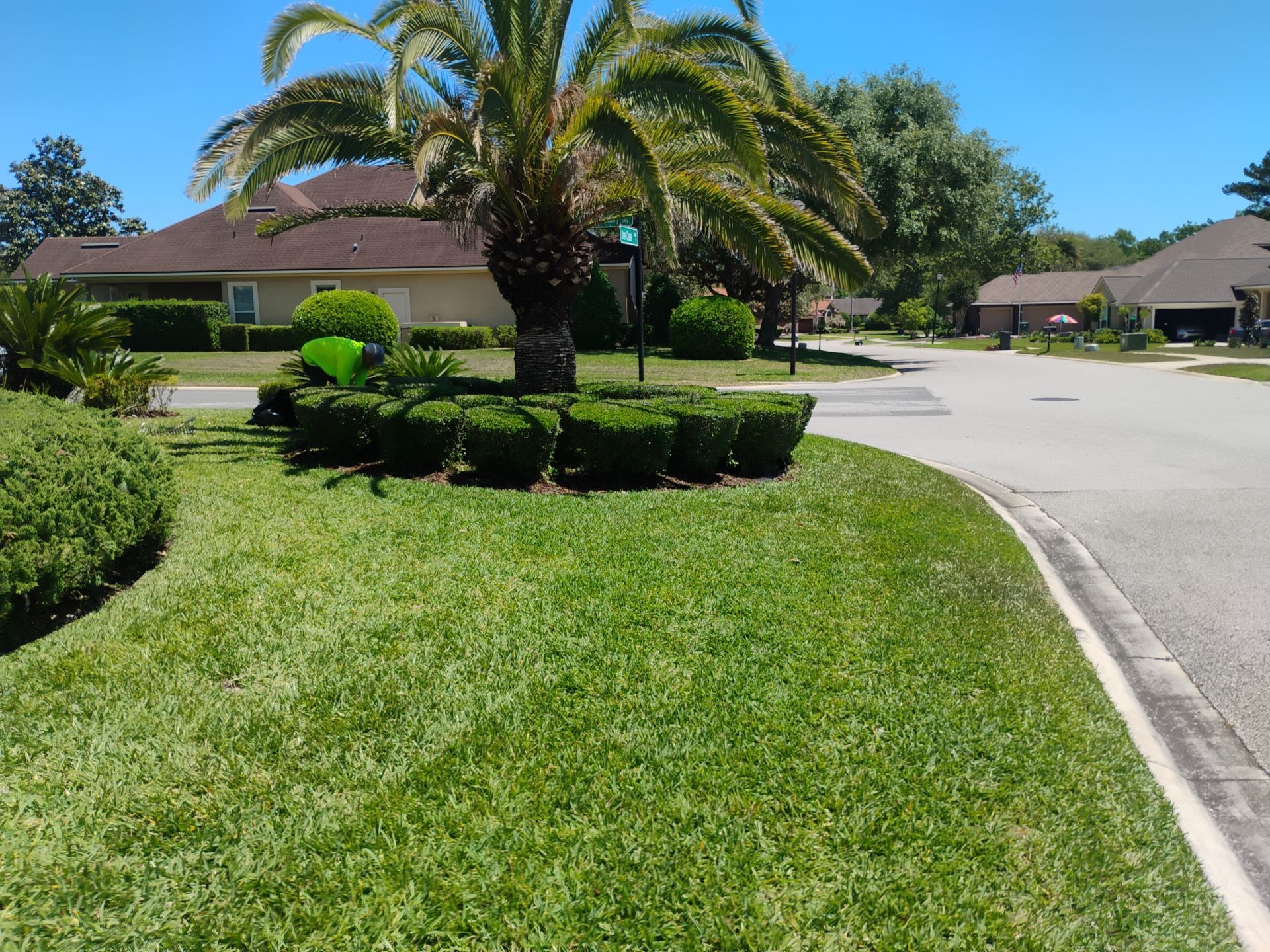 Suburban street with manicured lawn, palm tree, and houses on a sunny day