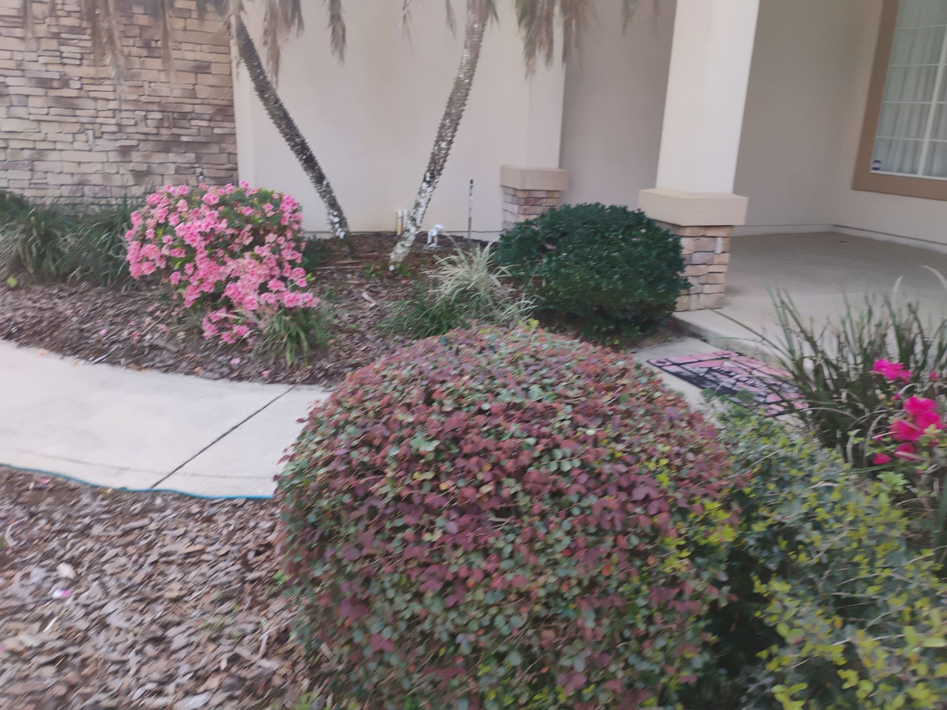 Front yard landscaping with trimmed shrubs, pink flowers, and a brick house wall