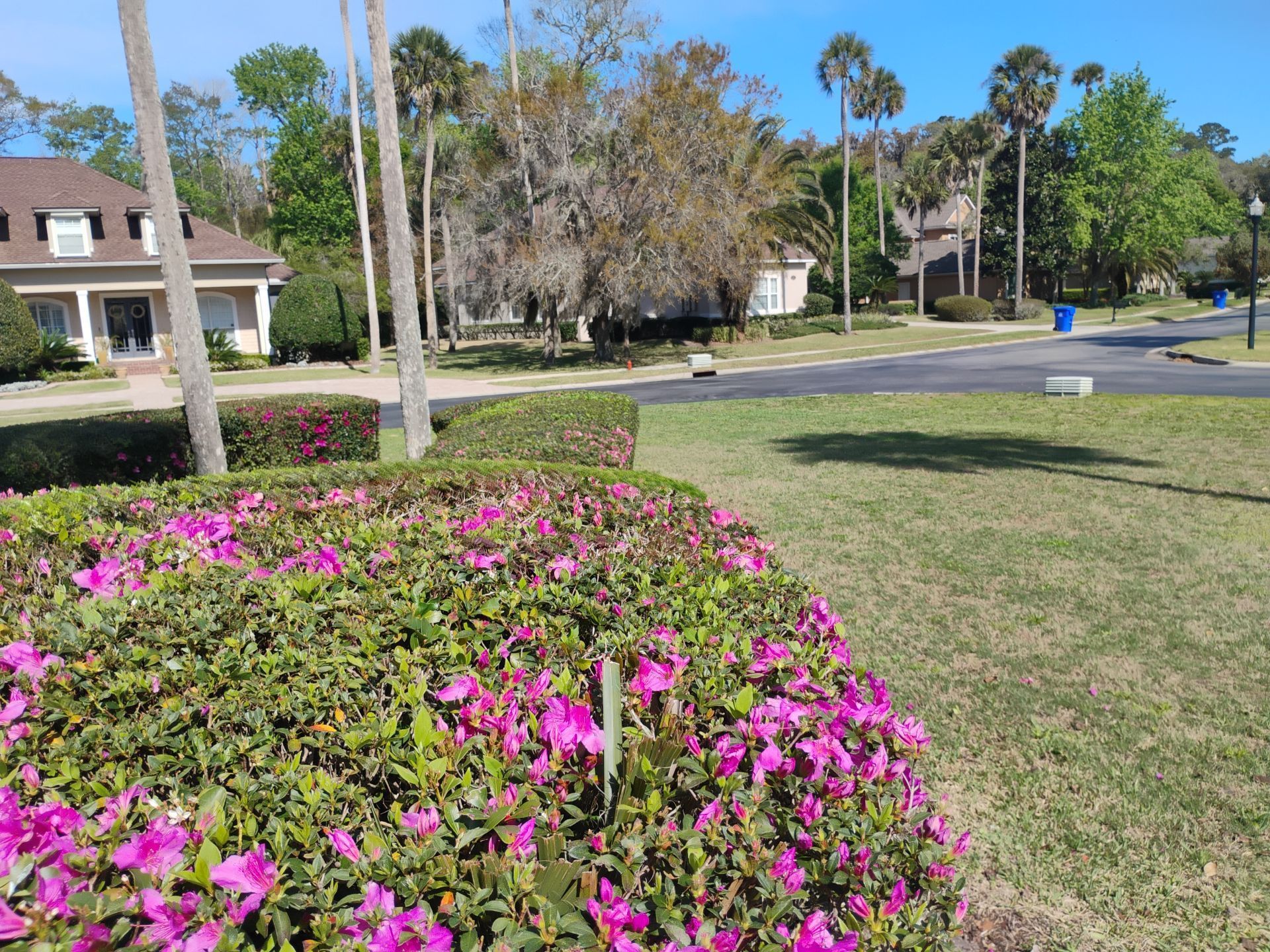 Suburban neighborhood with pink flowers in the foreground, a house, trees, and a quiet street under a blue sky