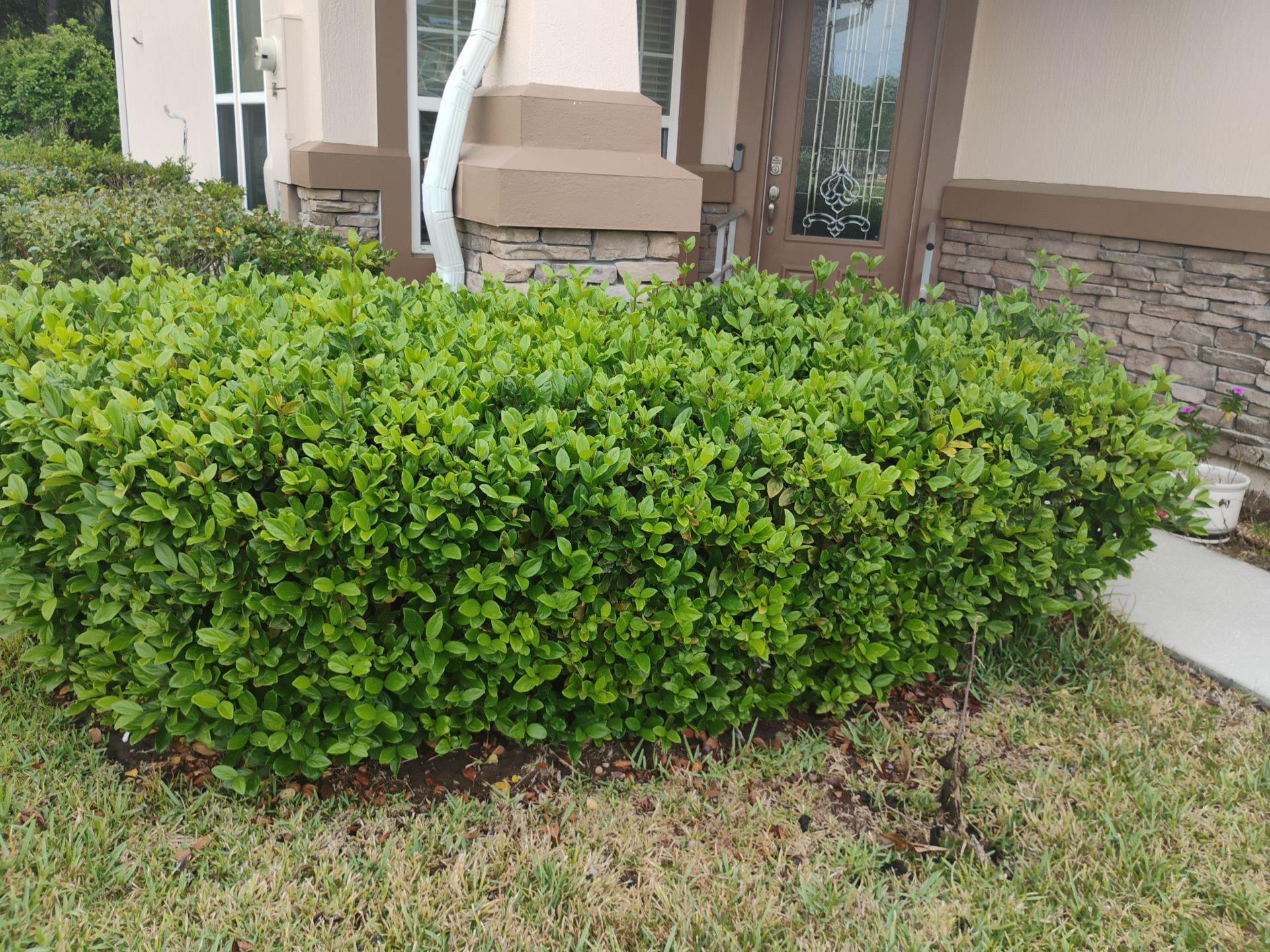 Neatly trimmed green shrub in front of a house with tan porch columns and a concrete walkway