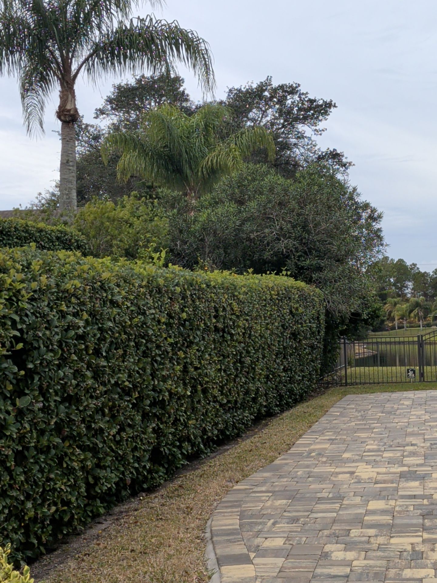 Hedged garden walkway with palm trees and a closed gate under a cloudy sky