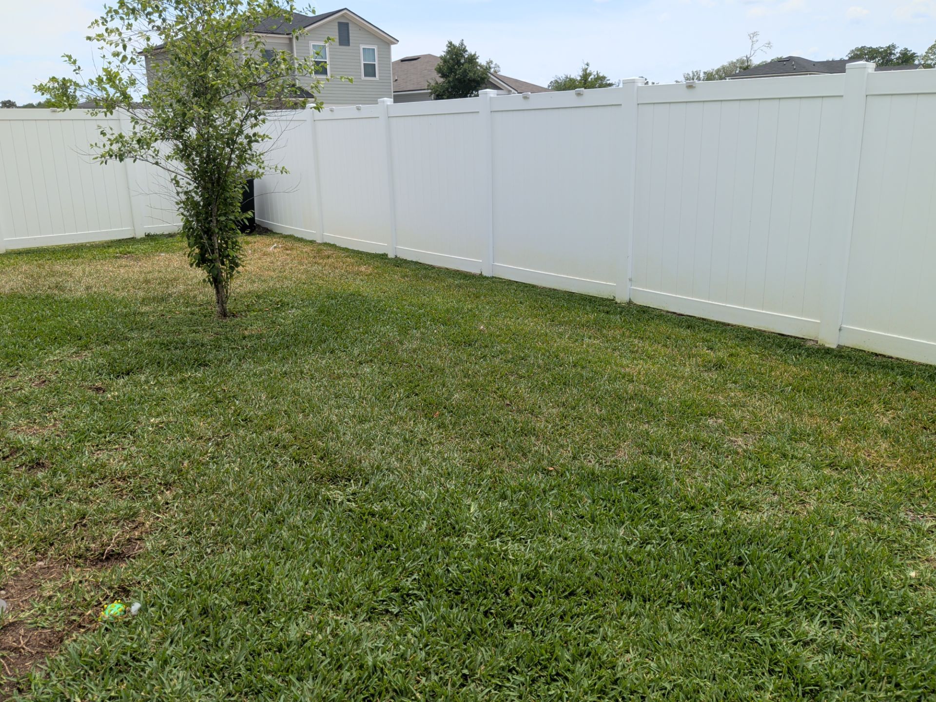 Backyard with green grass, a young tree, and a white vinyl fence under a cloudy sky