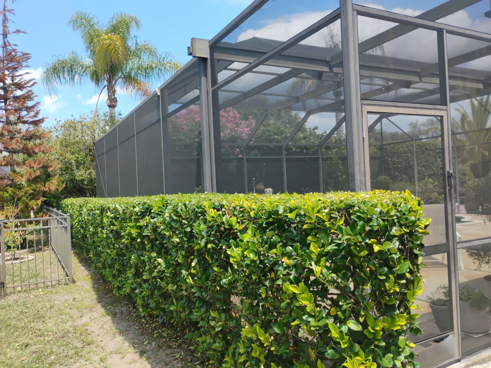 Screened patio beside a neatly trimmed hedge and palm trees in a sunny yard