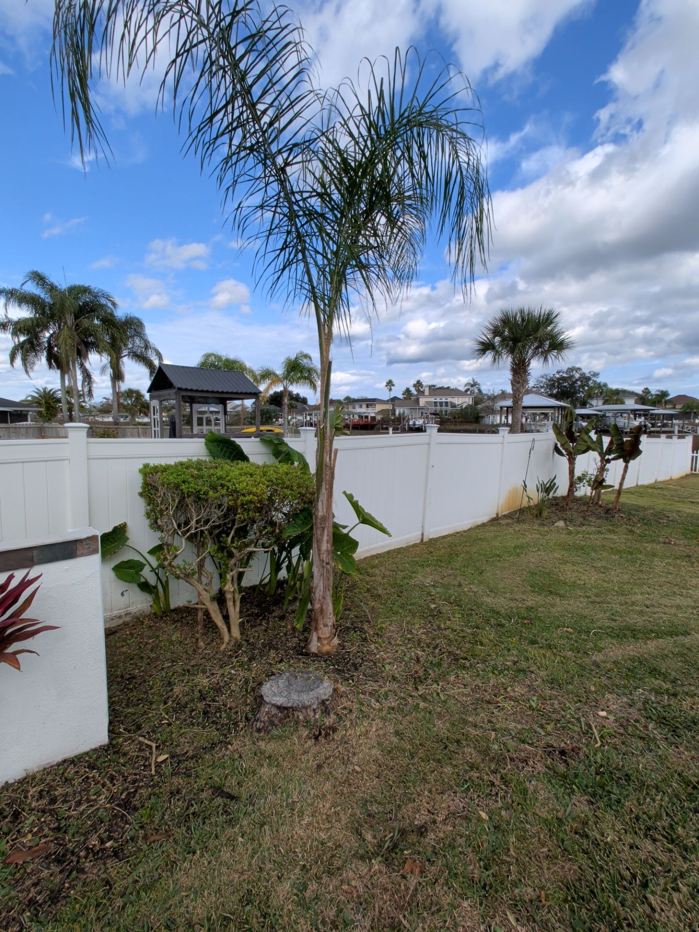 Palm tree in a yard with a white fence, green grass, other plants, and a cloudy blue sky.