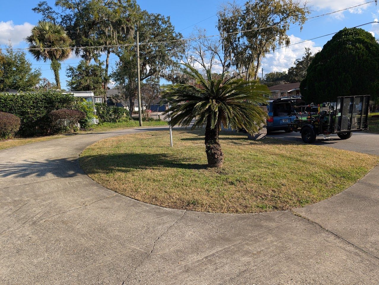 Circular driveway with a small palm tree in the center, and a patchy lawn, blue sky and scattered trees.