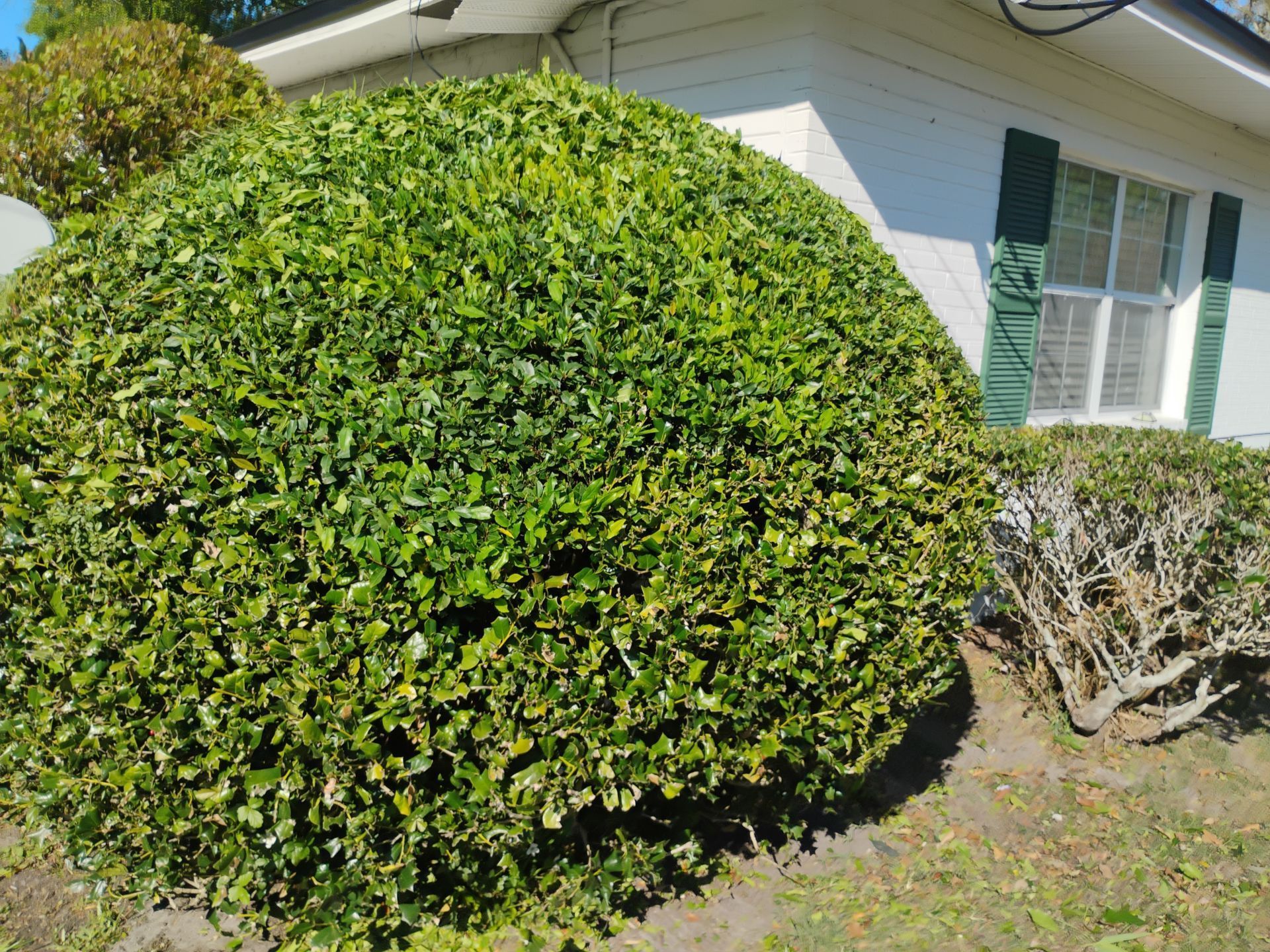 Large round green shrub in front of a white house with green shutters and a smaller trimmed bush.