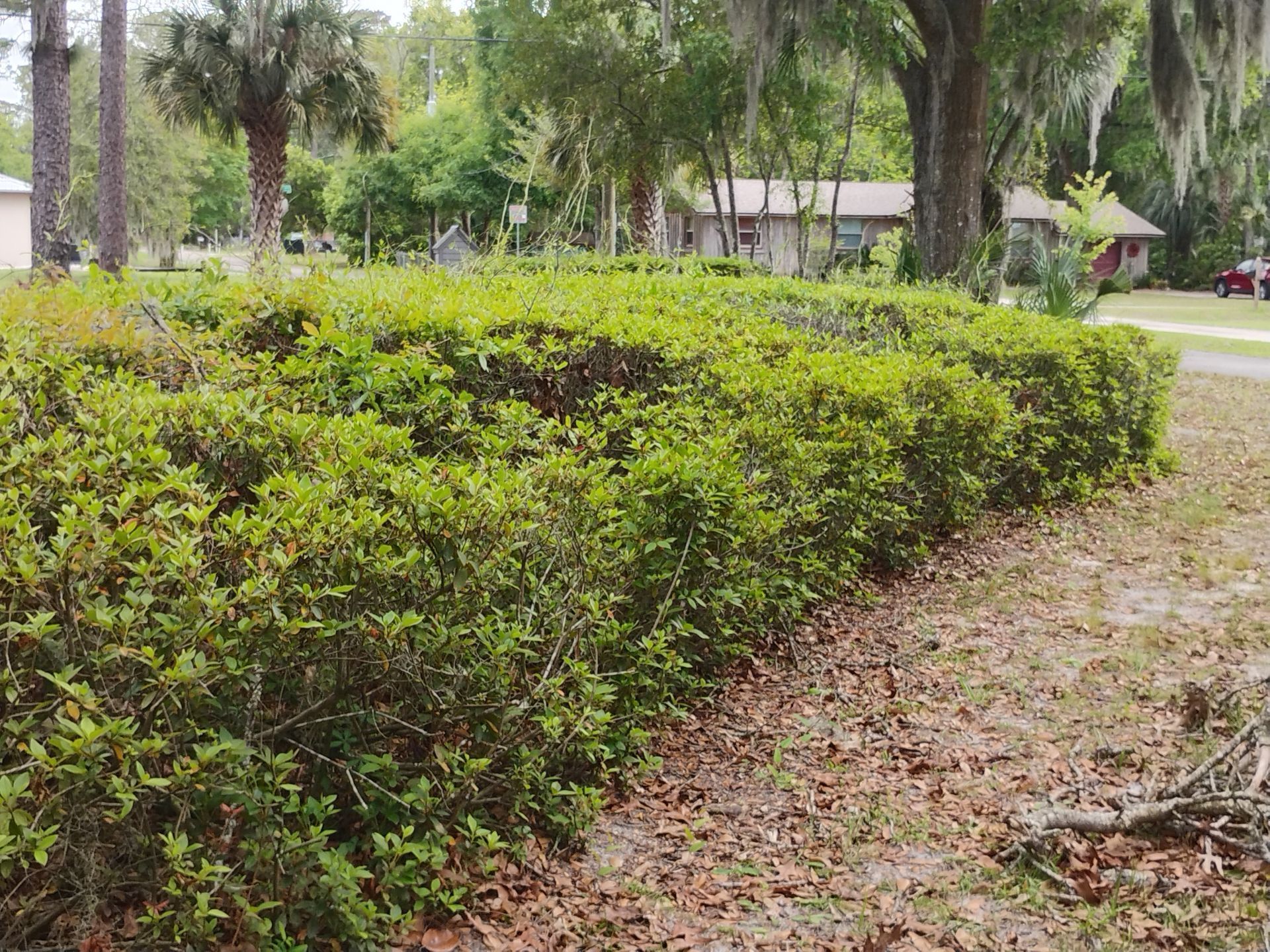 Low hedge and palm trees along a park path with dry leaves and a building in the background