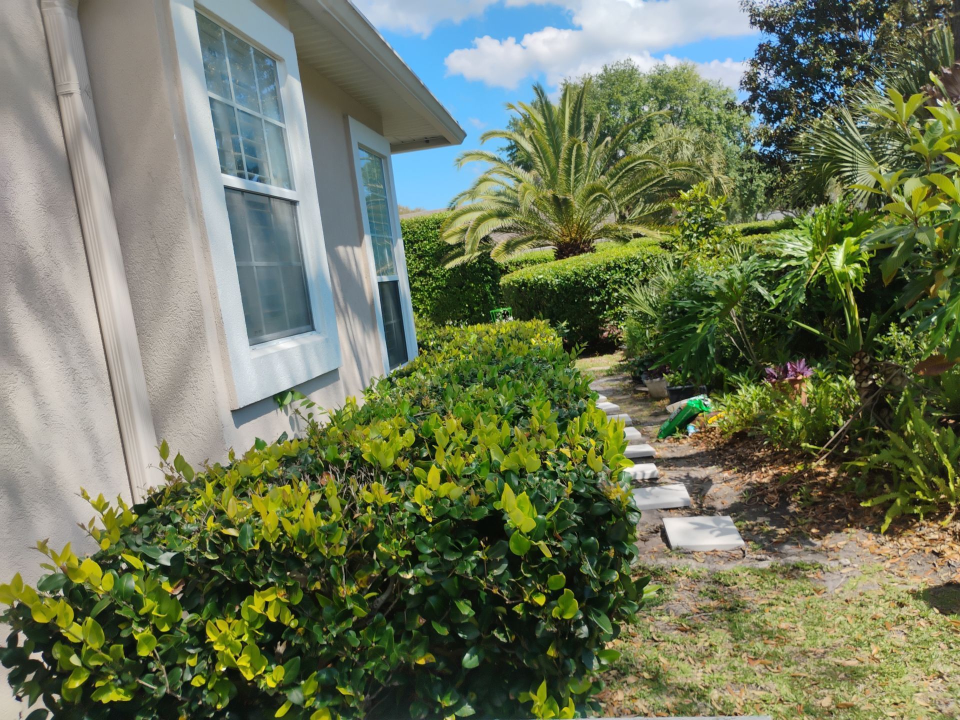 Front yard with trimmed shrubs beside a house, tropical plants, and stepping stones under a blue sky