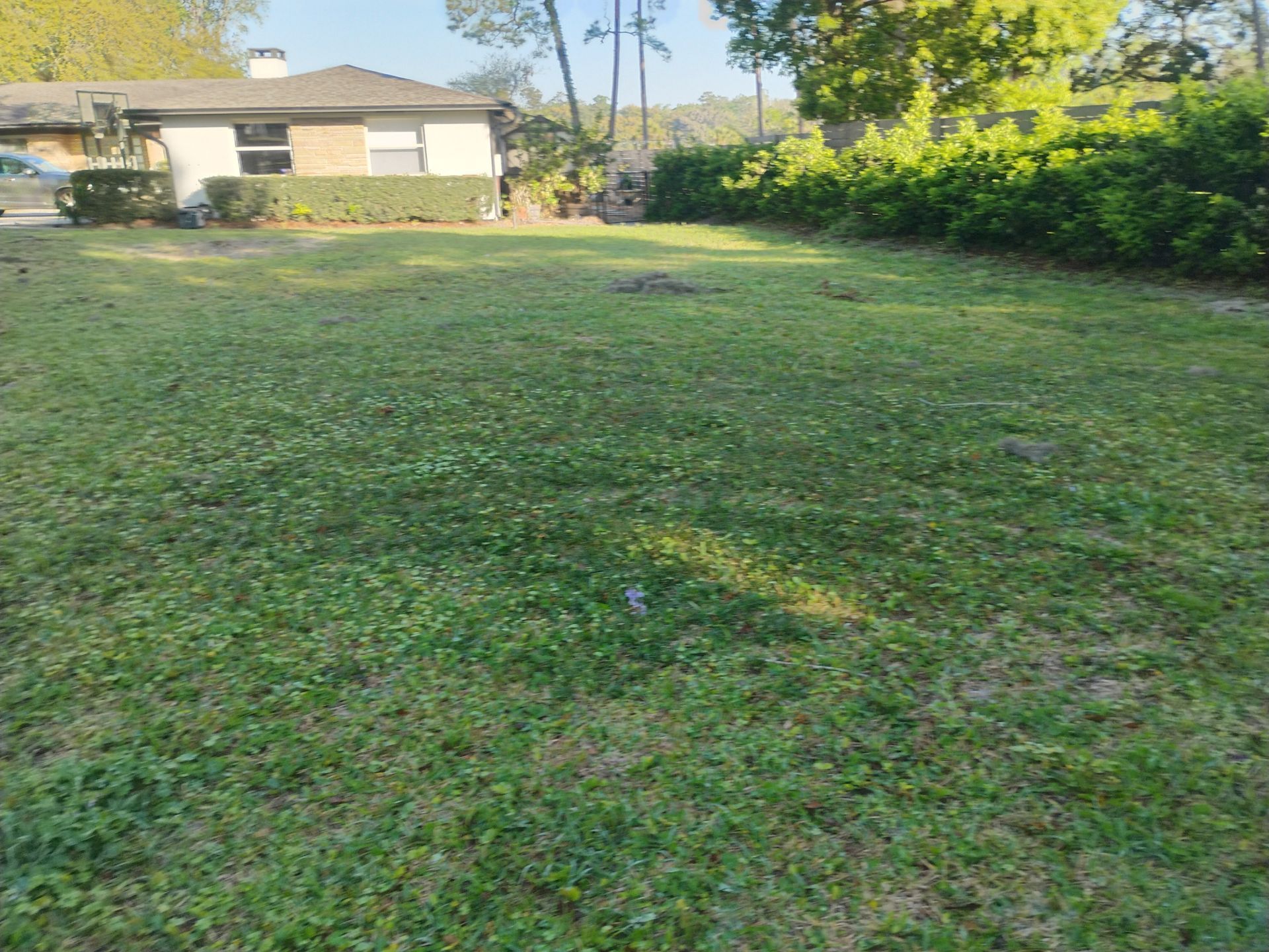 Grassy backyard with a house, trees, and a sunny lawn.