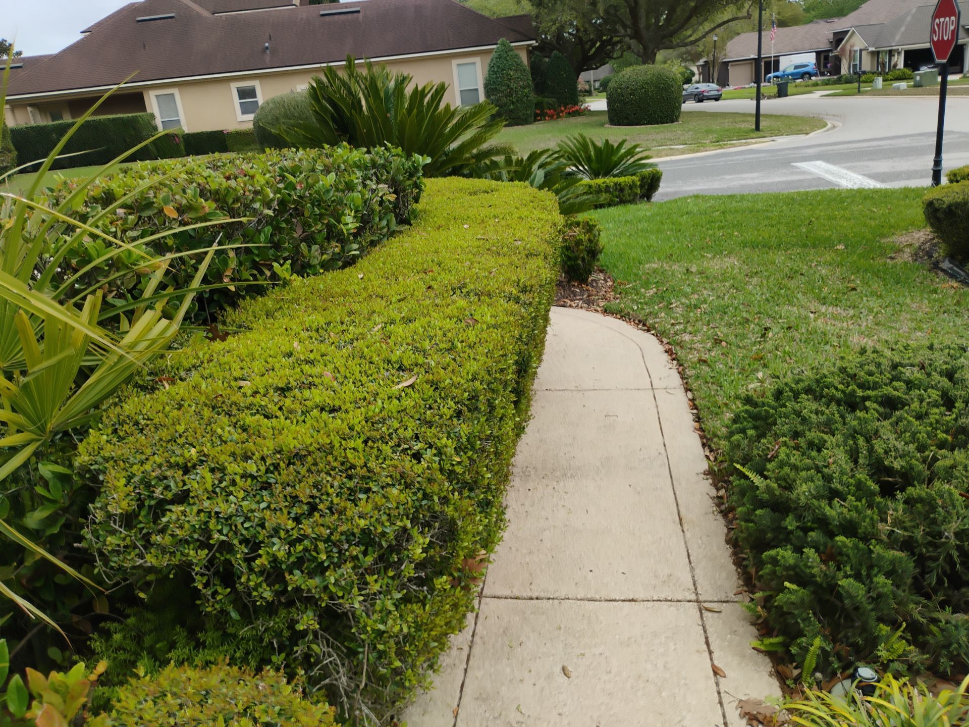 Curved sidewalk beside trimmed hedges in a suburban neighborhood under bright daylight