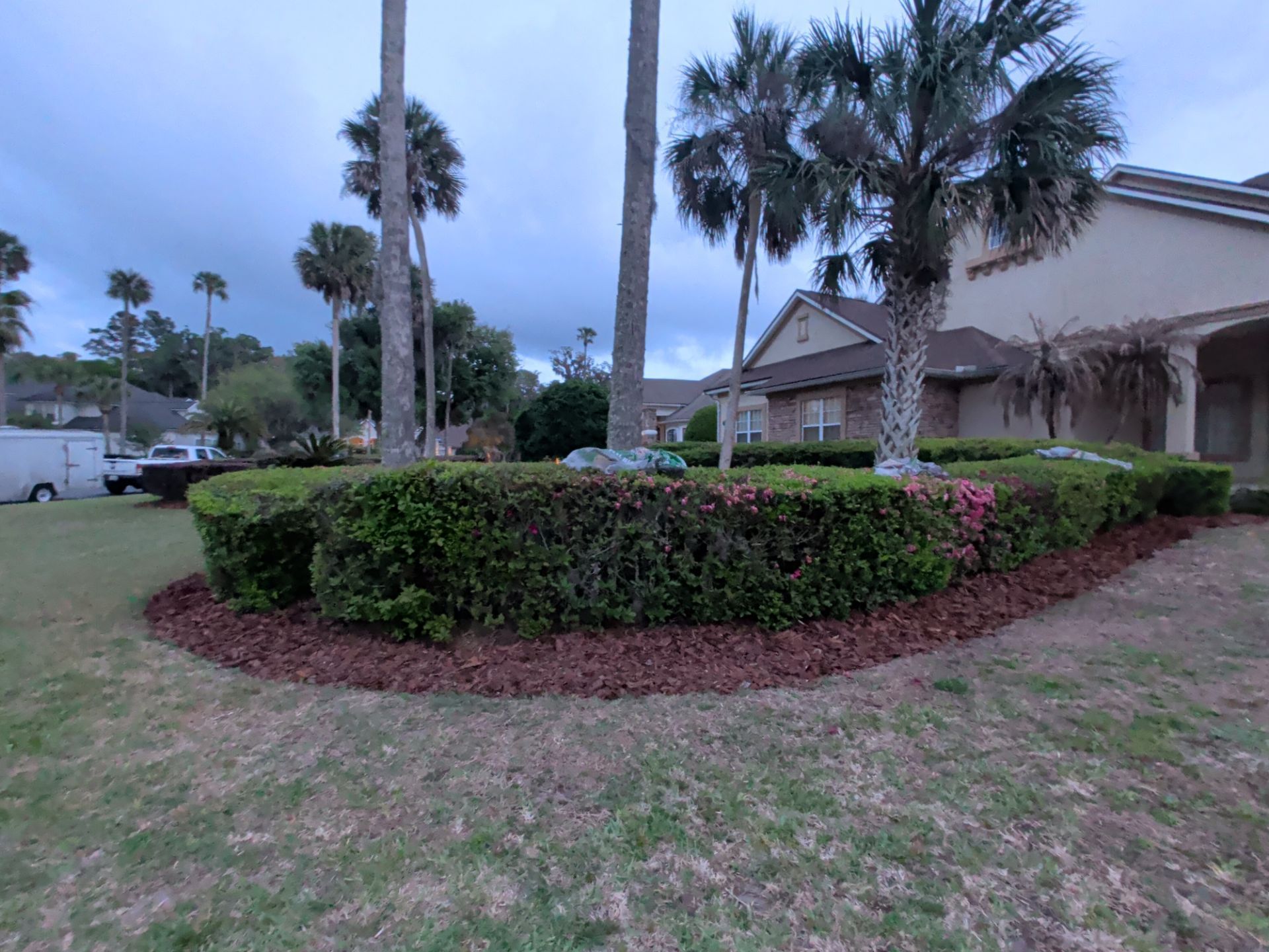 Suburban house with palm trees, trimmed hedge, and flower bed at dusk